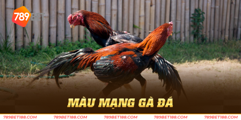 màu mạng gà đá