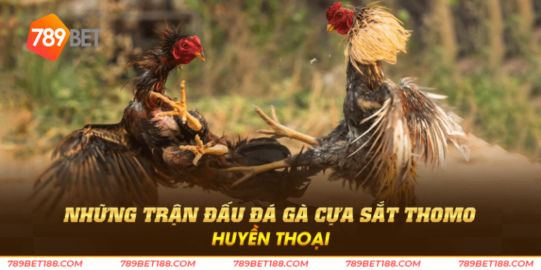 Những trận đấu đá gà cựa sắt thomo huyền thoại