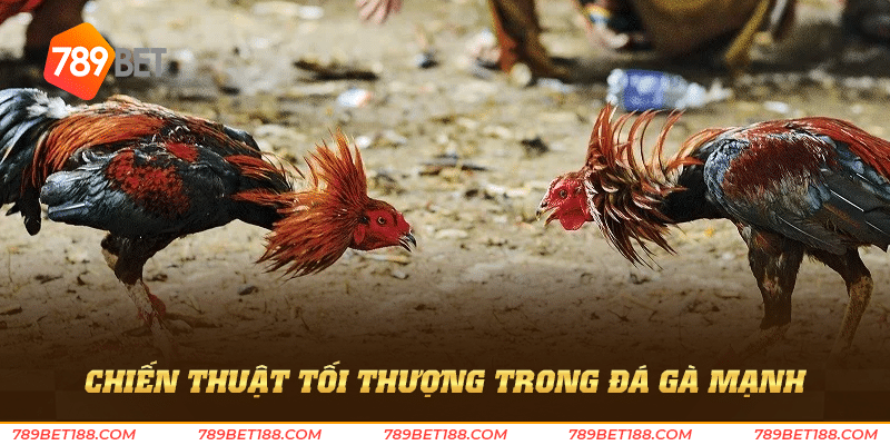 Chiến thuật tối thượng trong đá gà mạnh