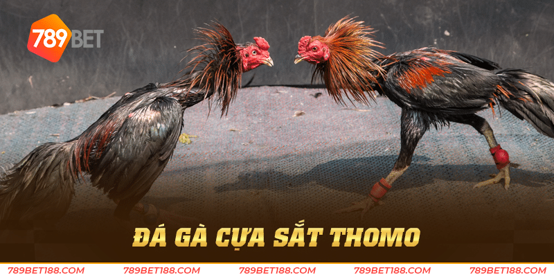 đá gà cựa sắt thomo